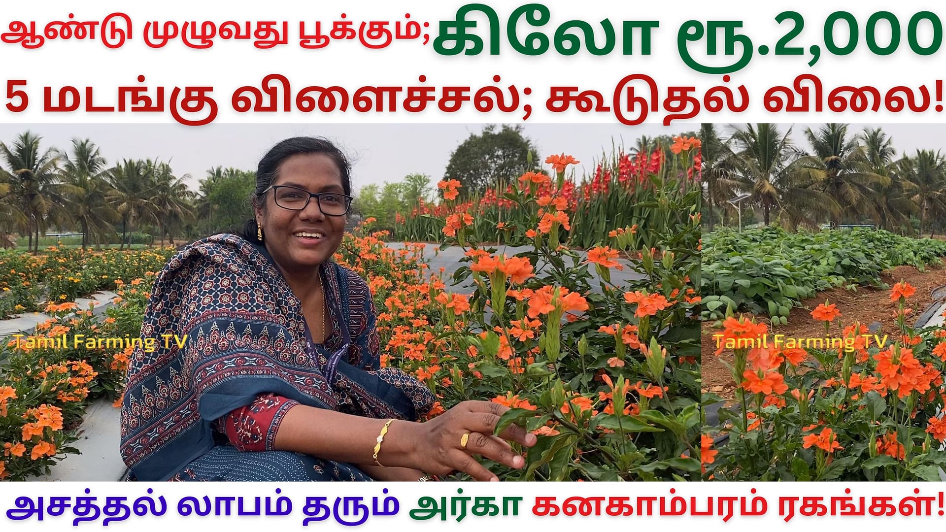 ஆண்டு முழுவதும் பூக்கும்;கிலோ ரூ.2000... Arka Kanaka ஏக்கருக்கு 5 டன் விளைச்சல்! crossandra