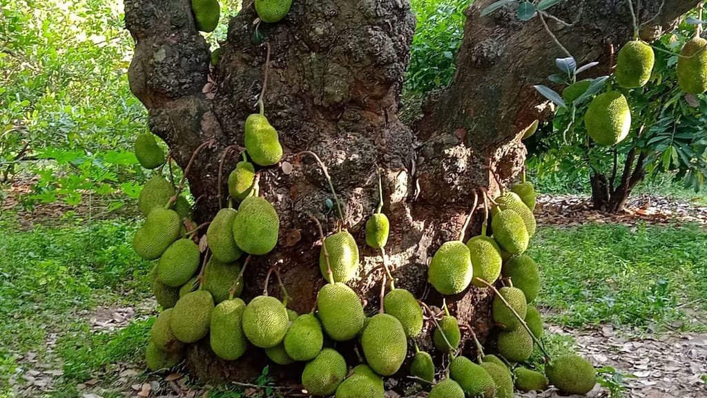 ஆயிரம்-காய்ச்சி-பலா-jackfruit