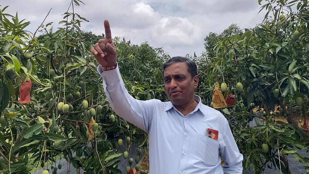 மா மரங்களில் கவாத்து மேலாண்மை