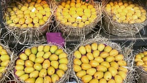 ஏற்றுமதி மாம்பழத்தில் வைக்கோல் கூடாது