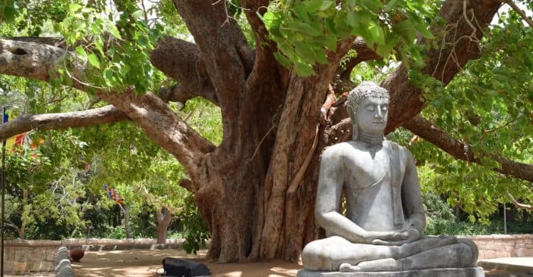 புத்தர் போதி மரத்தடியில் தியானம் — Buddhist Economics