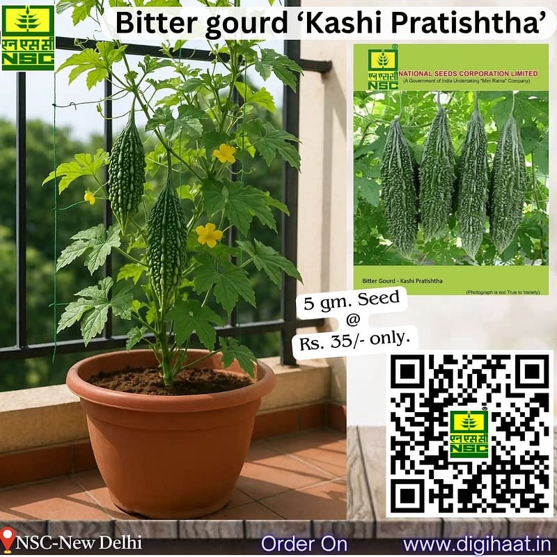 bitter gourd