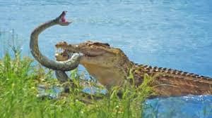 crocodile snake