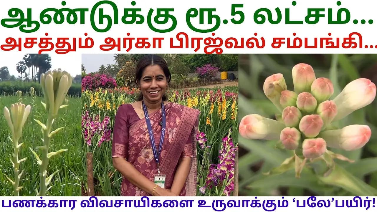 மாடி வீடு கட்ட வைத்த மலர் சாகுபடி | IIHR | Tamil Farming TV மாடி வீடு கட்ட வைத்த மலர் சாகுபடி | iihr | tamil farming tv