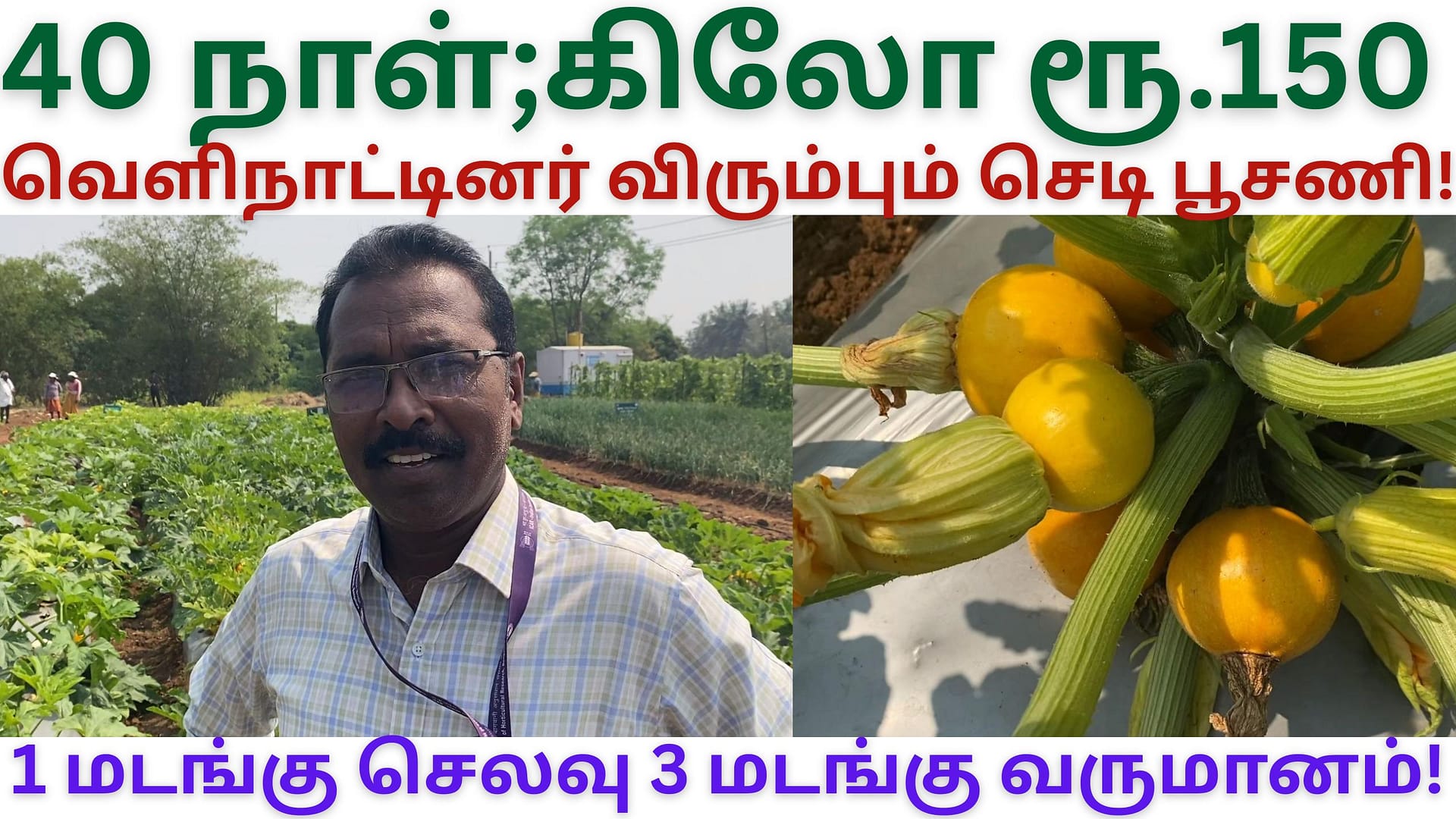 365 நாளும் விளையும் செடி பூசணி! ஏற்றுமதிக்கு ஏற்ற செடி பூசணி