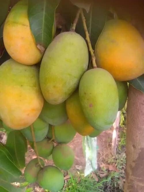 ஆண்டுக்கு 3 முறை காய்க்கும் மாம்பழம்; a bunch of sadabahar mangoes 500x667