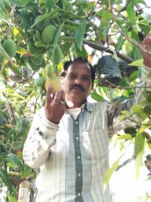 ஆண்டுக்கு 3 முறை காய்க்கும் மாம்பழம்; suman in his orchard 500x667