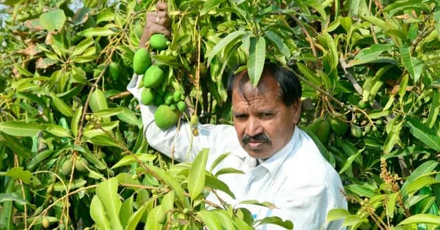 ஆண்டுக்கு 3 முறை காய்க்கும் மாம்பழம்; mango f